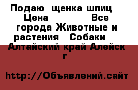 Подаю. щенка шпиц  › Цена ­ 27 000 - Все города Животные и растения » Собаки   . Алтайский край,Алейск г.